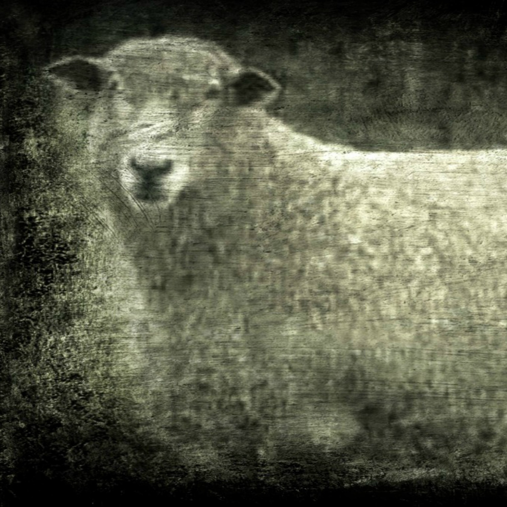 Sheep Without a Shepherd